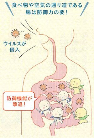 腸管免疫